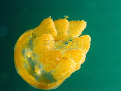 礁石,水母,水,水平画幅,水肺潜水,大西洋,水下,野外动物,塑胶,玳瑁