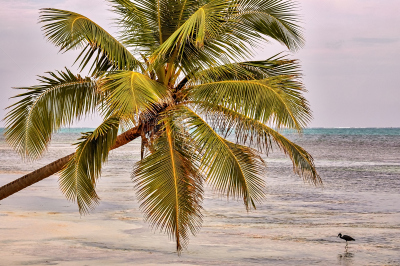 棕榈树,海滩,海鸟,伯利兹,海洋,ambergris caye,背景,都市风光,鸡尾酒,热带鸟