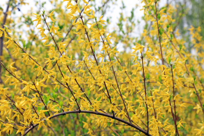 黄色,连翘属植物,活力,传统,健康保健,药,替代医药,景观设计,环境,春天