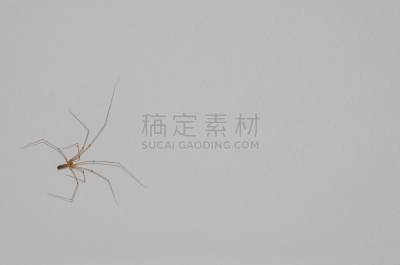 爸爸长腿蛛,蜘蛛,自然,褐色,野生动物,水平画幅,小的,无人,蜘蛛纲,数字8