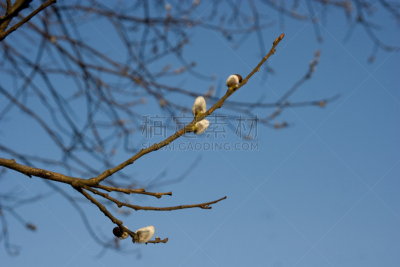 花蕾,芽痕,选择对焦,美,水平画幅,无人,优美,特写,活力,前景聚焦