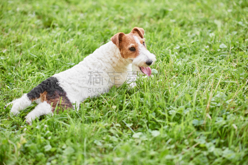 福克斯猎狐犬,狗,可爱的,派克大街,幸福,公园,水平画幅,梗犬,草坪,户外