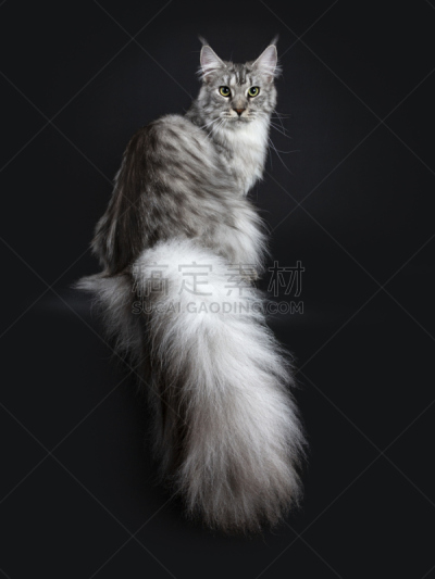 尾巴,银色,宏伟,缅因库恩猫,青年人,斑纹猫,黑色背景,分离着色,绞刑,坐