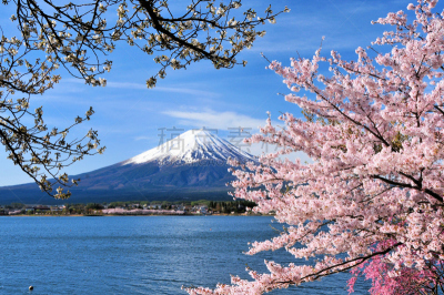 樱桃树,富士山,河口湖,吉野樱花,富士河口湖,山梨县,著名自然景观,天空,美,水平画幅