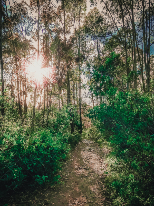 山,徒步旅行,枝繁叶茂,自然美,春天,小路,圣安地列斯断层,旧金山湾区,夏天,户外