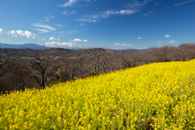 日本,油菜花,田地,自然,哈拉帕,水平画幅,山,可爱的,无人,3到4个月
