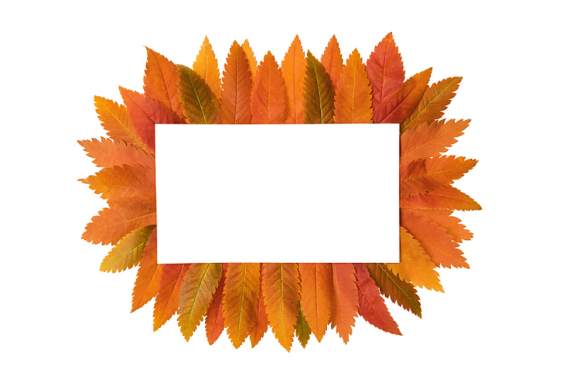 秋天,叶子,建筑结构,空白的,白色,水平画幅,橙色,彩色图片,无人,黄色