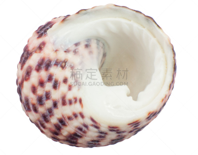 贝壳,特写,抽象,螺线,鹦鹉螺,海扇壳,海螺,化石,蜗牛,腹足动物