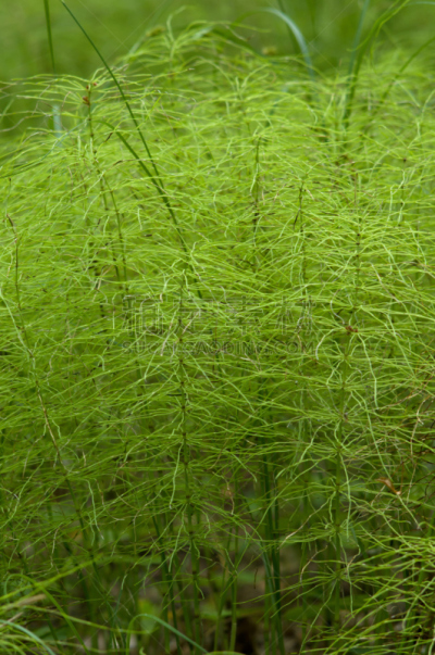 马尾,特写,森林,carboniferous,维管束,根状茎状植物,垂直画幅,纹理效果,林区,无人