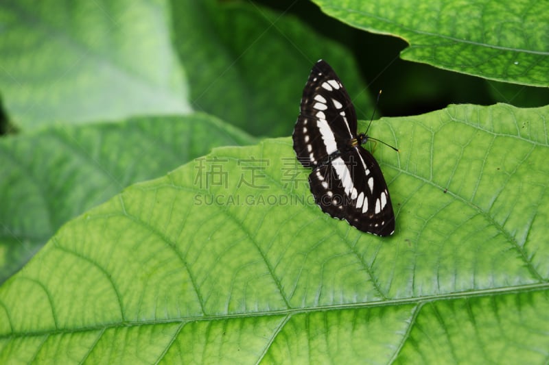 叶子,蝴蝶,美,褐色,水平画幅,动物身体部位,夏天,户外,特写,泰国