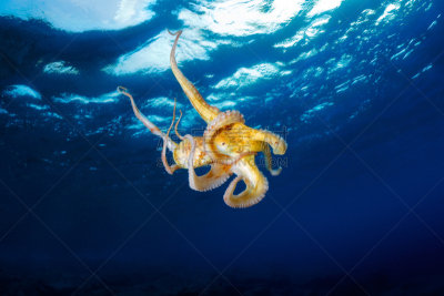 章鱼,海洋,日光乌贼,吸盘,豁出去了,触须,在下面,水,水平画幅,智慧