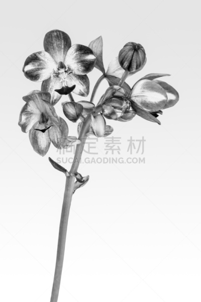 兰花,陆地,自然,垂直画幅,无人,泰国,红色,植物,亚洲,紫色