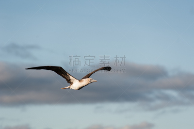 加拉帕戈斯群岛,动物,蓝足结巴鸟,自然,南美,野生动物,水平画幅,无人,野外动物,户外