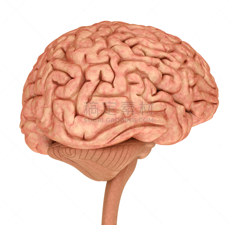 绘画插图,白色,分离着色,人脑,准确,模型,小脑,脑部,美国,脑桥