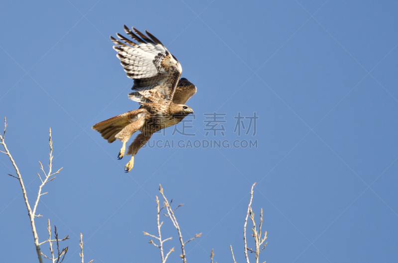 红尾鹰,蓝色,天空,红尾蟒蛇,自然,褐色,野生动物,食肉鸟,水平画幅,鸟类