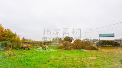 鹿,迪尔菲尔德海滩,狩猎诱饵,小鹿,水平画幅,2017年,无人,鹿科,动物,墨西哥湾沿岸国家