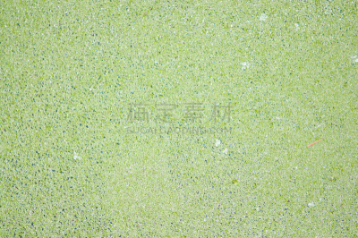 浮萍,水面,正下方视角,闭着眼睛,水,边框,水平画幅,纹理效果,无人,夏天