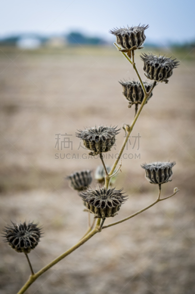 干的,白麻属植物,豆荚,苘麻,自然,垂直画幅,图像聚焦技术,选择对焦,褐色,无人