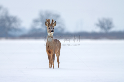 雪,冬天,狍,美,雄鹿,水平画幅,早晨,野外动物,前景聚焦,哺乳纲