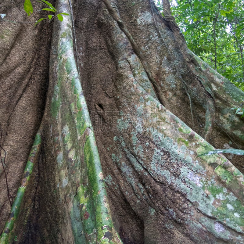 木棉树,树干,拉巴斯,拉巴斯地区,亚马孙洲,热霾,玻利维亚,南美,林区,无人