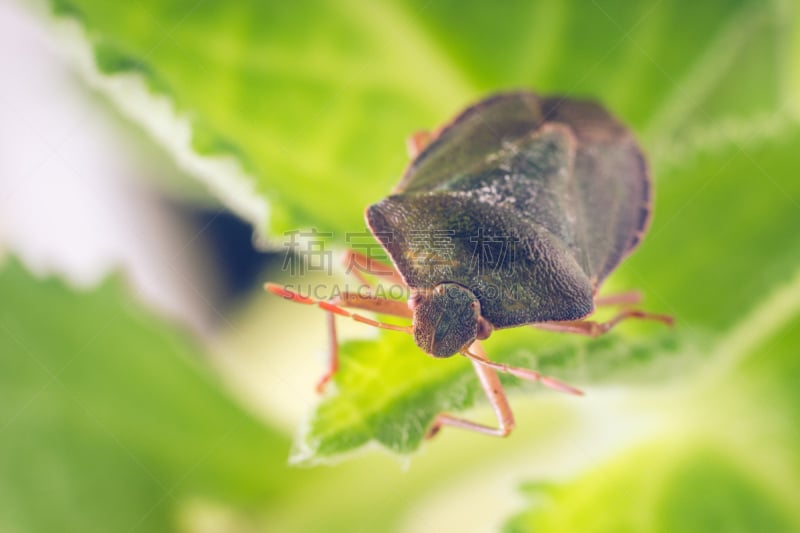 green shield bug,美,水平画幅,盾,无人,夏天,生物学,特写,heteroptera,植物