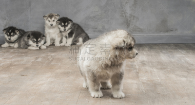 阿拉斯加雪橇犬,特写,注视镜头,雪橇犬,褐色,水平画幅,爪子,动物身体部位,哺乳纲,友谊