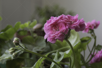 花蕾,天竺葵,粉色,开粉花的山茱萸,栀子,箭木,金花菊,水平画幅,无人,特写