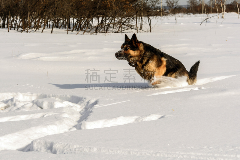 雪,狗,泰斯河,房山,大自然保护协会,秋冬季系列,水平画幅,无人,户外,俄罗斯