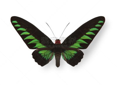 蝴蝶,绿色,阴影,鸡尾酒,mariposa grove,黑脉金斑蝶,水平画幅,动物身体部位,夏天,生物学