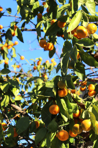mandalina ağacı