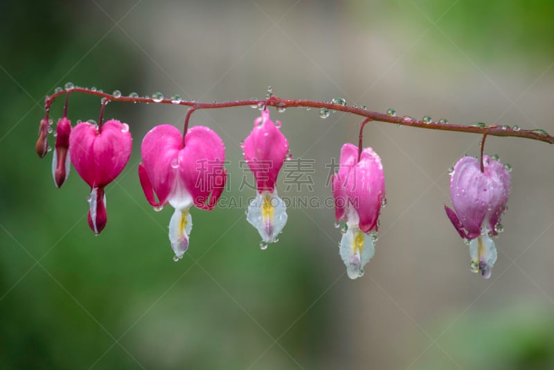 荷包牡丹,雨,自然,水,水平画幅,无人,雨滴,白色,2015年,心型