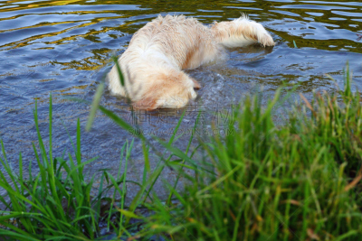 金毛寻回犬,水,水平画幅,进行中,湿,夏天,户外,潜水,坐,活动