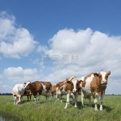 天空,荷兰,草地,蓝色,母牛,红色,在下面,草原,白色,云