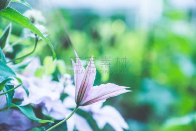 铁线莲,园林,华丽的,枝繁叶茂,色彩鲜艳,植物,背景,夏天,户外,园艺