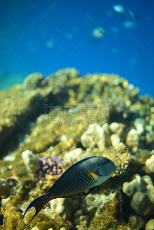 Arabian Surgeonfish,水,水平画幅,无人,水下,埃及,动物习性,异国情调,明亮,开着的