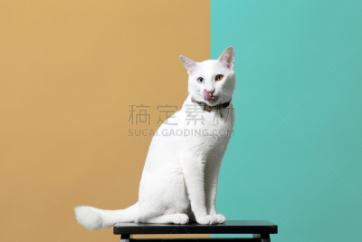 白色,猫,可爱的,背景分离,肖像,虹膜异色症,椅子,猫科动物,小的,动物