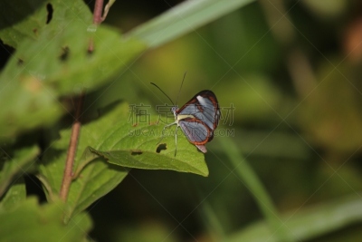 星斑透翅蝶,蝴蝶,透翅蝶蝴蝶,butterfly garden,自然,野生动物,动物发育阶段,水平画幅,生物,动物身体部位