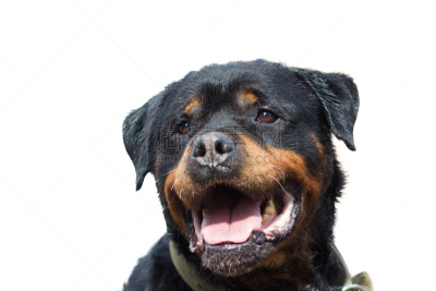 罗威纳犬,特写,白色,狗,肖像,分离着色,猎熊犬,气促,饲养员,面部扭曲