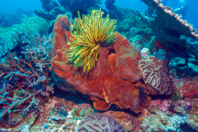 礁石,海洋,多色的,鸡尾酒,睡莲,feather star,海百合类,龙目岛,水,美