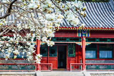 春天,玉兰类,建筑,华丽的,著名景点,屋顶,户外,天空,晴朗,宫殿
