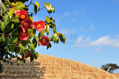 茅屋屋顶,茶花,月季,济州岛,天空,美,水平画幅,无人,玫瑰,户外