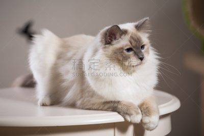 猫,灵性,室内,缅甸猫,俄罗斯人,美术肖像,缅甸,正面视角,美,褐色