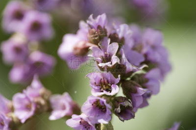 紫色,仅一朵花,saxifragiaceae,心形礁,海象,西伯利亚猫,耙,水平画幅,无人,植物学
