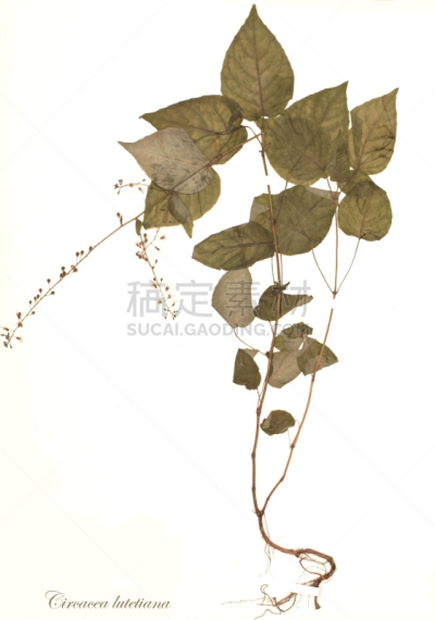 dried plant - Circacea lutetiana