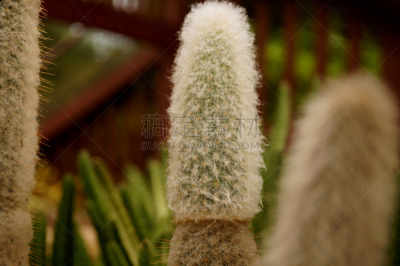 老人掌,自然,植物,水平画幅,植物学,仙人掌,动物毛发,墨西哥,干的,拉丁美洲