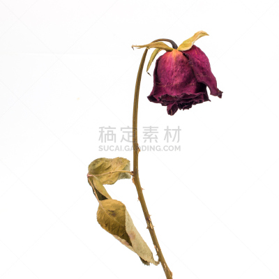 玫瑰,干的,死的,枯萎的,死亡的植物,符号,古老的,特写,仅一朵花,白色