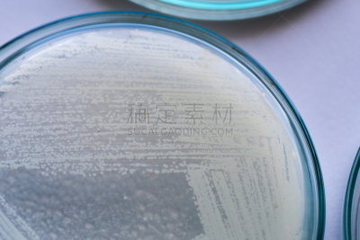 酵母,微生物学,实验室,真菌,微生物,接力赛,公亩,一个物体,教育