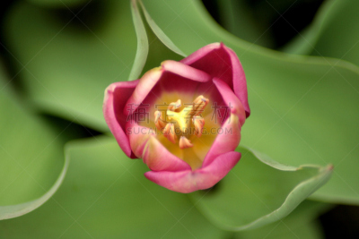 郁金香,紫色,特写,水平画幅,绿色,雄蕊,无人,仅一朵花,自然美,脆弱