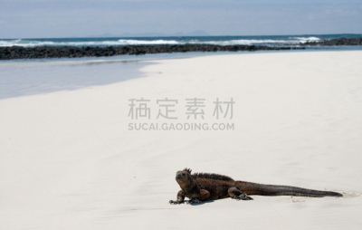 海鬣蜥,水资源保护,加拉帕戈斯群岛,鬣蜥蜴,海床,水平画幅,沙子,无人,火山地形,动物学