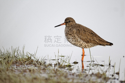 自然,水,野生动物,水平画幅,无人,鸟类,野外动物,户外,湖,海洋